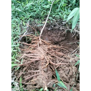 100 gr_1 lạng _Rễ cây tươi sâm đại bổ _sâm quản trọng_sâm chân rết _giũ bớt đất