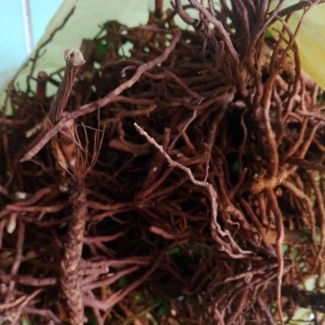 200 gram (2 lạng) rễ sâm đại bổ _tươi, sâm quản trọng, sâm chân rết