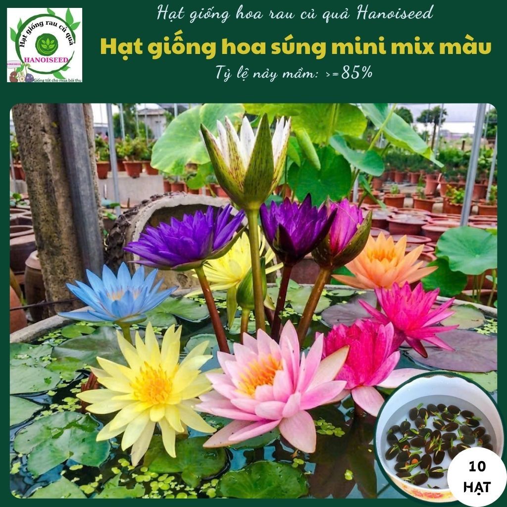 Hạt giống hoa súng mini nhiều màu 10 HẠT đẹp chịu nhiệt 4 mùa trồng chậu, sân vườn ban công nảy mầm cao