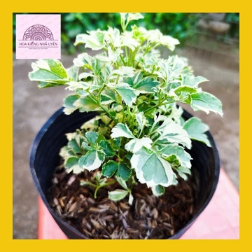 Cây Đinh Lăng Cẩm Thạch Để Bàn Mini Cây Cảnh Phong Thủy Trang Trí Văn Phòng, Ban Công kèm chậu nhựa