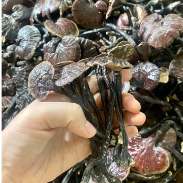 1kg Nấm Linh Chi Tự Nhiên (Hắc Linh Chi Cổ Cò)