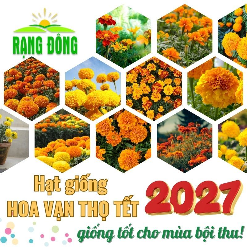 Hạt giống Hoa Vạn Thọ TẾT 2027 nhiều màu, nhiều loại, trồng chậu hoặc vườn quanh năm - Hạt giống Rạng Đông