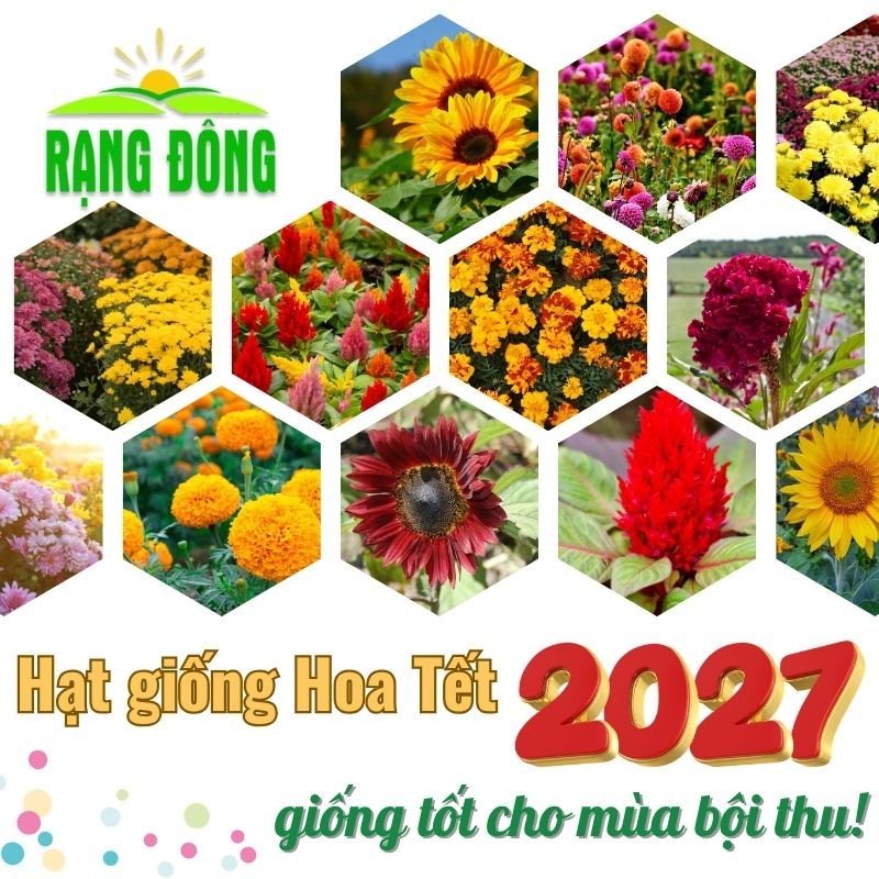 Hạt giống Hoa VỤ TẾT 2027 (CÓ KÈM LỊCH) Hoa trồng chậu, thảm, sân vườn, nhiều màu, nhiều loại - Hạt giống Rạng Đông