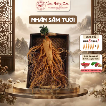 [Sâm] Sâm Tươi Hàn Quốc Nguyên Củ Ủ Tửu Loại Nhỏ Geumsan Korean, Nhân Sâm Tươi Hàn Tăng Cường Sức Khoẻ, Thiên Vương Các