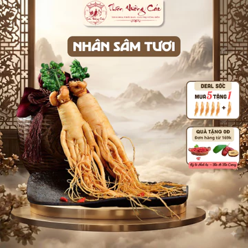[Sâm] Nhân Sâm Tươi Hàn Quốc Lớn Có Hoa 20 Tuổi Geumsan Korean, Sâm Tươi Hàn Quốc Bồi Bổ Khí Huyết, Thiên Vương Các