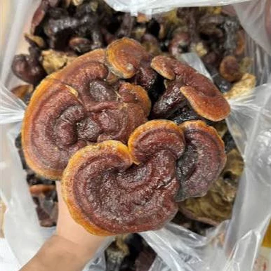 1KG Nấm Linh Chi Khô | Nấm Linh Chi Thái Lát | Nấm Linh Chi Khô Dược Liệu | Gái Bản Tây Bắc