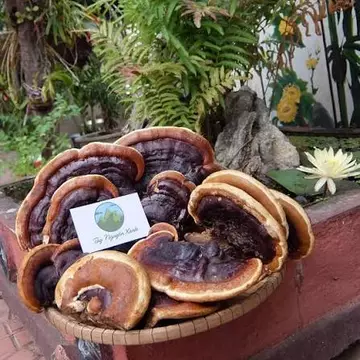 1KG NẤM LINH CHI KHÔ – NẤM LINH CHI THÁI LÁT, DƯỢC LIỆU KHÔ TỰ NHIÊN | SHOP TRAI BẢN