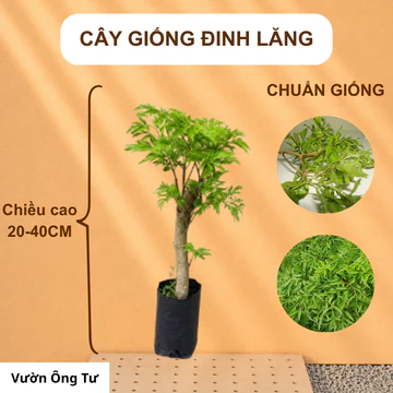 Cây Giống Đinh Lăng – Dễ Trồng, Cây Khỏe, Chuẩn Giống, kích thước 20cm-40cm.