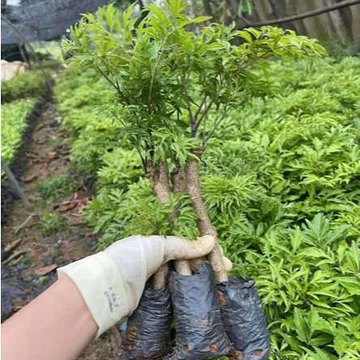CÂY ĐINH LĂNG NẾP LÁ NHỎ 35K 2 CÂY MUA 4 CÂY TẶNG 1 CÂY