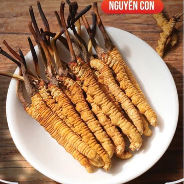 Đông Trùng Hạ Thảo Tây Tạng Khô Hàng Nguyên Con Tự Nhiên - Tăng SLy Nam Giới, Bổ Thận, Bổ Phổi - Đông Trùng Ngâm Rượ.u