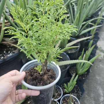 Cây giống đinh lăng nếp lá nhỏ