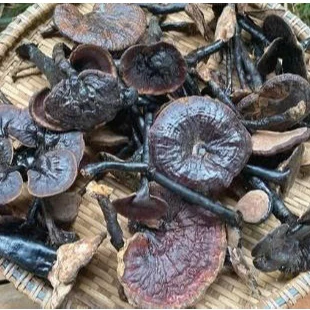 Nấm Linh Chi cổ cò (Hắc Linh Chi) Chuẩn rừng tự nhiên 100g khô