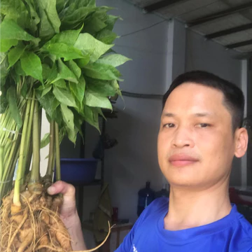 1Kg Sâm Ngọc Linh Lai Châu Size 4-10 củ già đẹp
