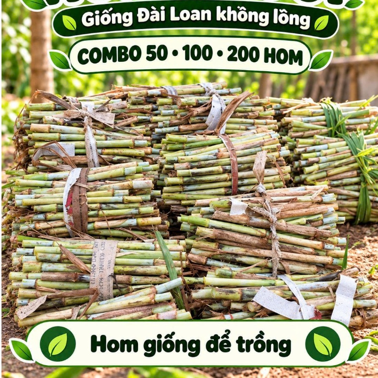 Combo 50 - 100 -200 Hom Cỏ Voi Giống Cỏ Voi Không Lông Đài Loan ( cây giống)