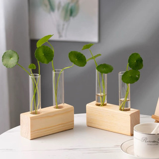 Bình trồng cây thủy canh kèm đến gỗ, bình cây trang trí văn phòng, bàn làm việc