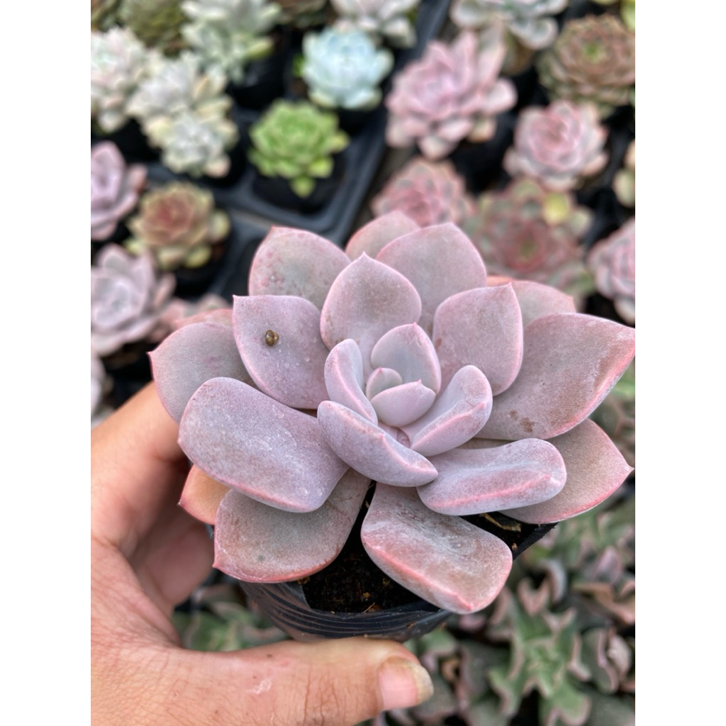 sen đá hồng hoa size bầu 5-7cm LINHDAN GARDEN