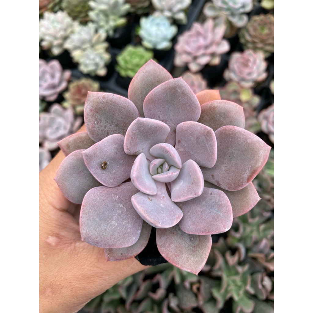 sen đá hồng hoa size bầu 5-7cm LINHDAN GARDEN