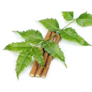 1kg lá sầu đâu tươi lá già nấu nước uống