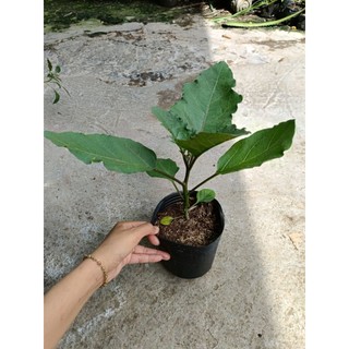 Chậu cây cà tím cao lớn, nhanh ra hoa ,chậu c6