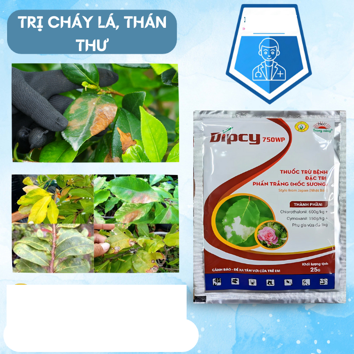 Sản phẩm DIPCY 750WP trừ sương mai, mốc sương, phấn trắng, thán thư, cháy lá... dưa, bầu, bí, hoa hồng