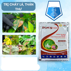 Sản phẩm DIPCY 750WP trừ sương mai, mốc sương, phấn trắng, thán thư, cháy lá... dưa, bầu, bí, hoa hồng