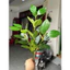 Cành lá chanh , lá chè 3 nhánh 65cm - cây lá giả cao cấp
