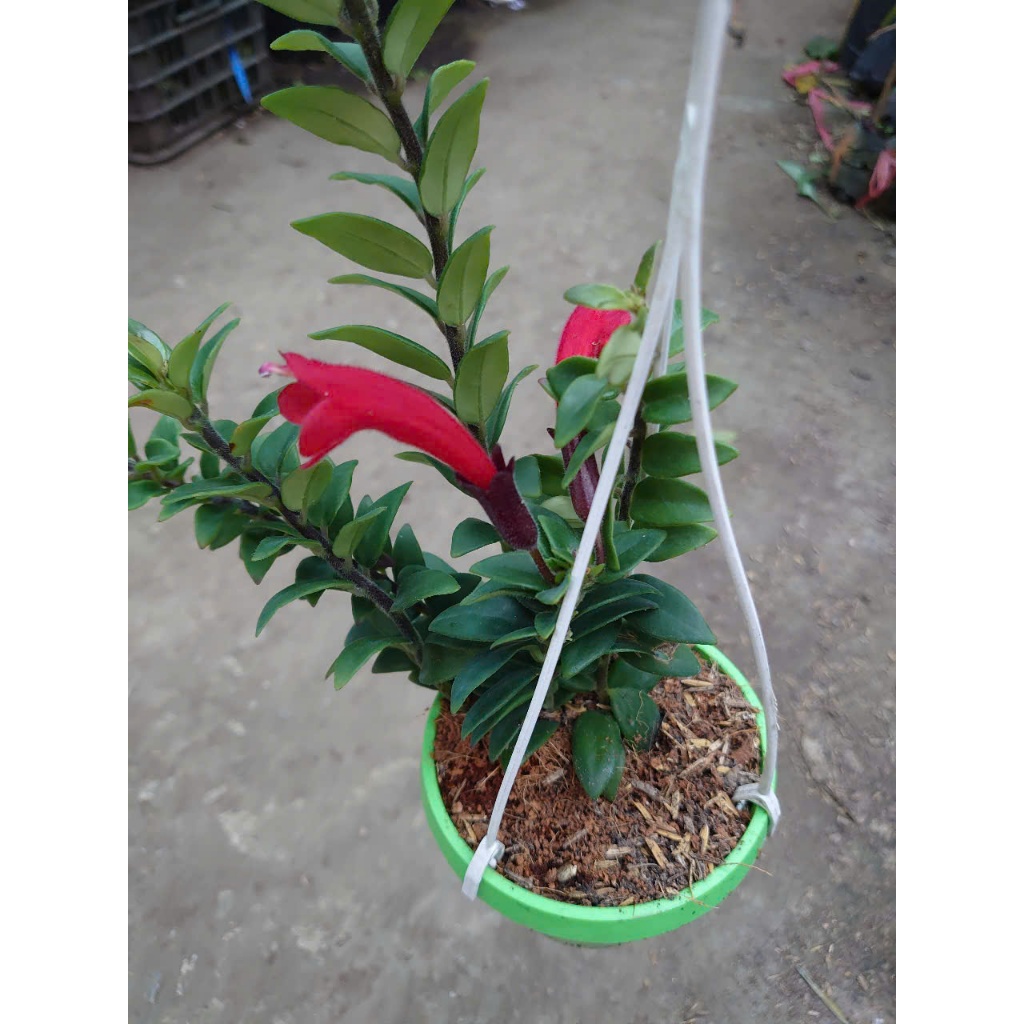 Chậu Cây Hoa Son Môi - cây chậu treo trang trí nhà cửa