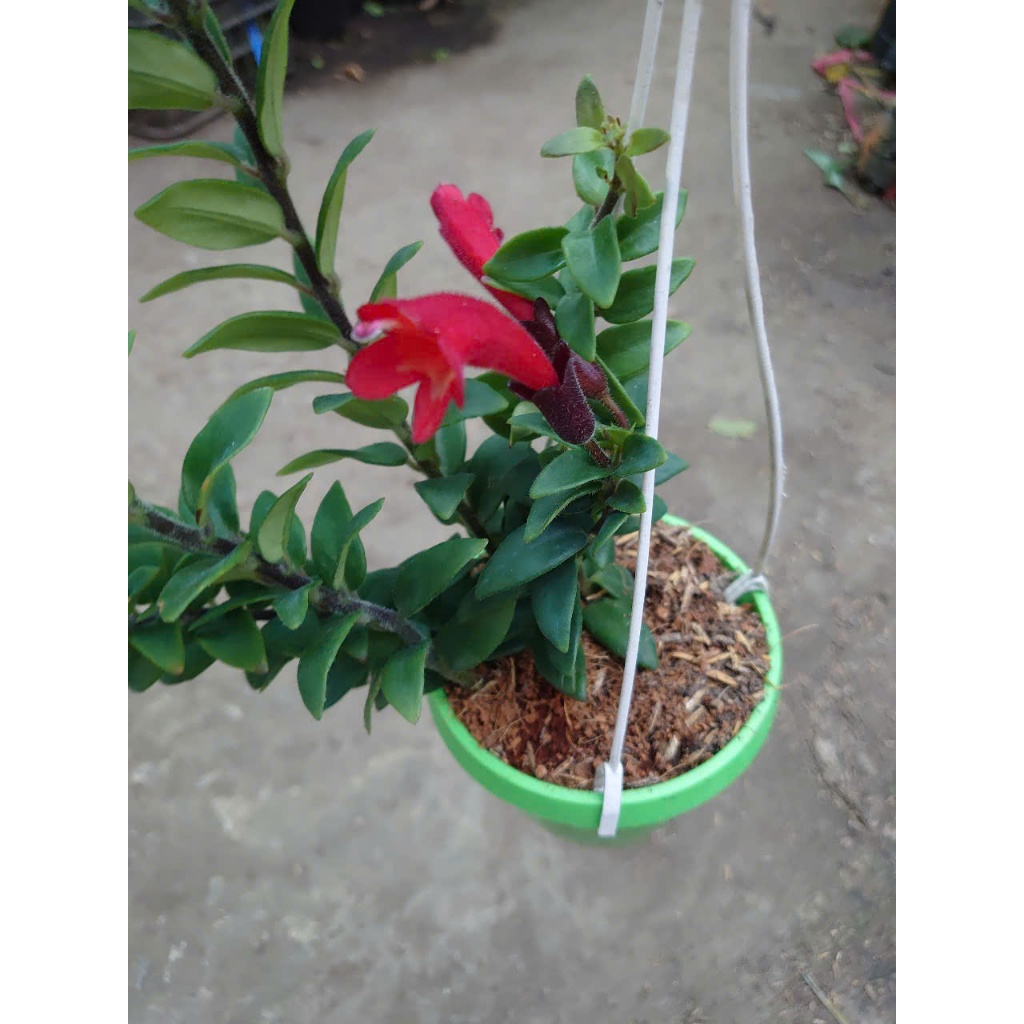 Chậu Cây Hoa Son Môi - cây chậu treo trang trí nhà cửa