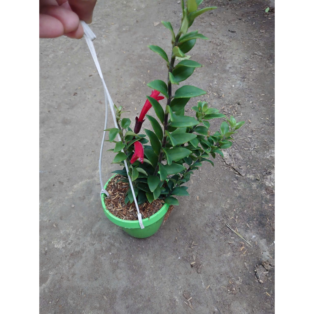 Chậu Cây Hoa Son Môi - cây chậu treo trang trí nhà cửa