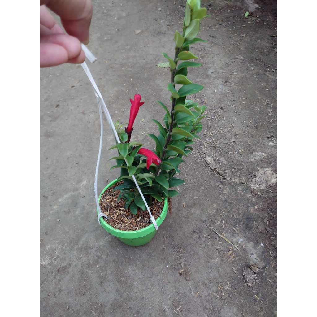 Chậu Cây Hoa Son Môi - cây chậu treo trang trí nhà cửa