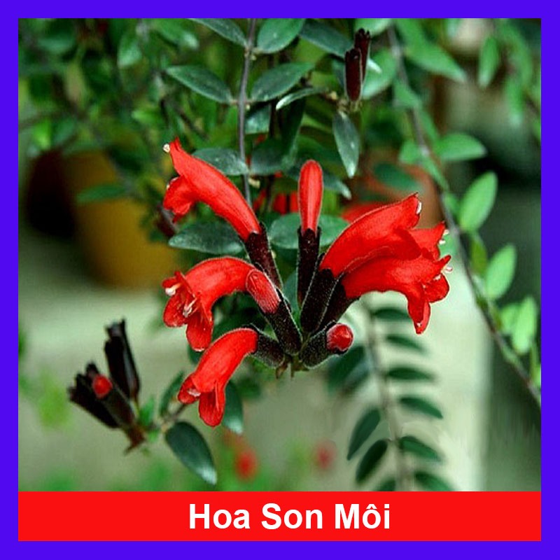 Chậu Cây Hoa Son Môi - cây chậu treo trang trí nhà cửa