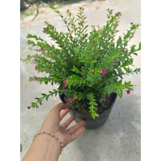 Chậu cây Cẩm Tú Mai - cây cảnh - chậu c9