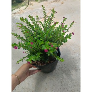 Chậu cây Cẩm Tú Mai - cây cảnh - chậu c9