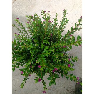 Chậu cây Cẩm Tú Mai - cây cảnh - chậu c9