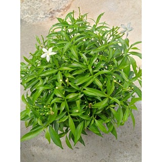 Chậu cây Mai Vạn Phúc - Chậu C9