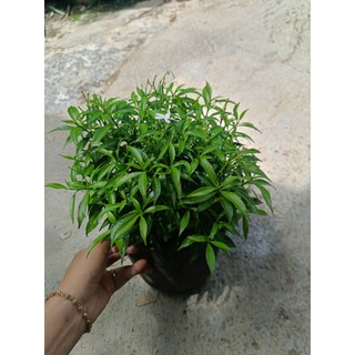 Chậu cây Mai Vạn Phúc - Chậu C9