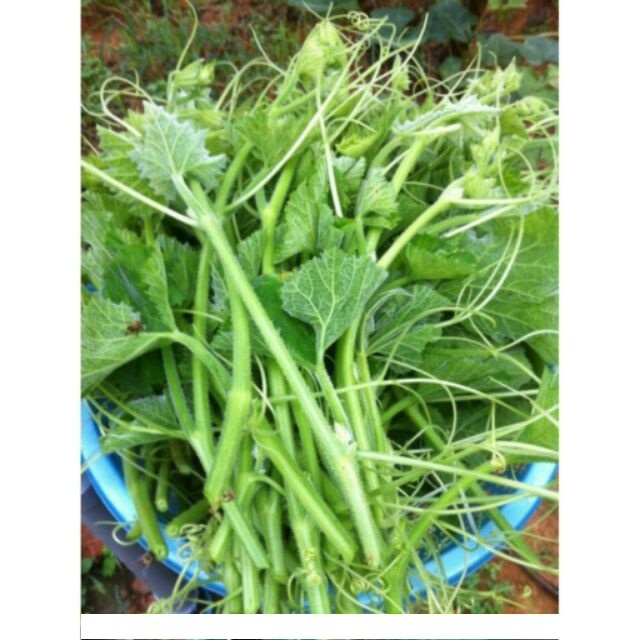 50 HẠT GIỐNG BÍ SIÊU NGỌN RADO 011 ( 50 hạt chiết từ gói lớn 500gr)