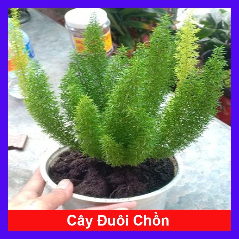 Chậu cây đuôi chồn - cây cảnh trong nhà