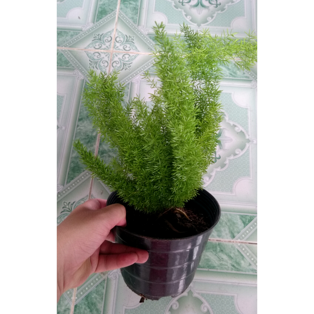 Chậu cây đuôi chồn - cây cảnh trong nhà
