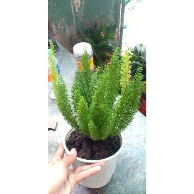 Chậu cây đuôi chồn - cây cảnh trong nhà