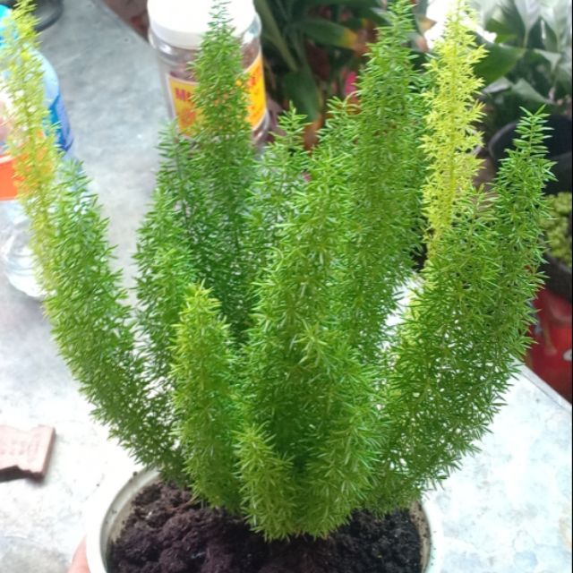 Chậu cây đuôi chồn - cây cảnh trong nhà
