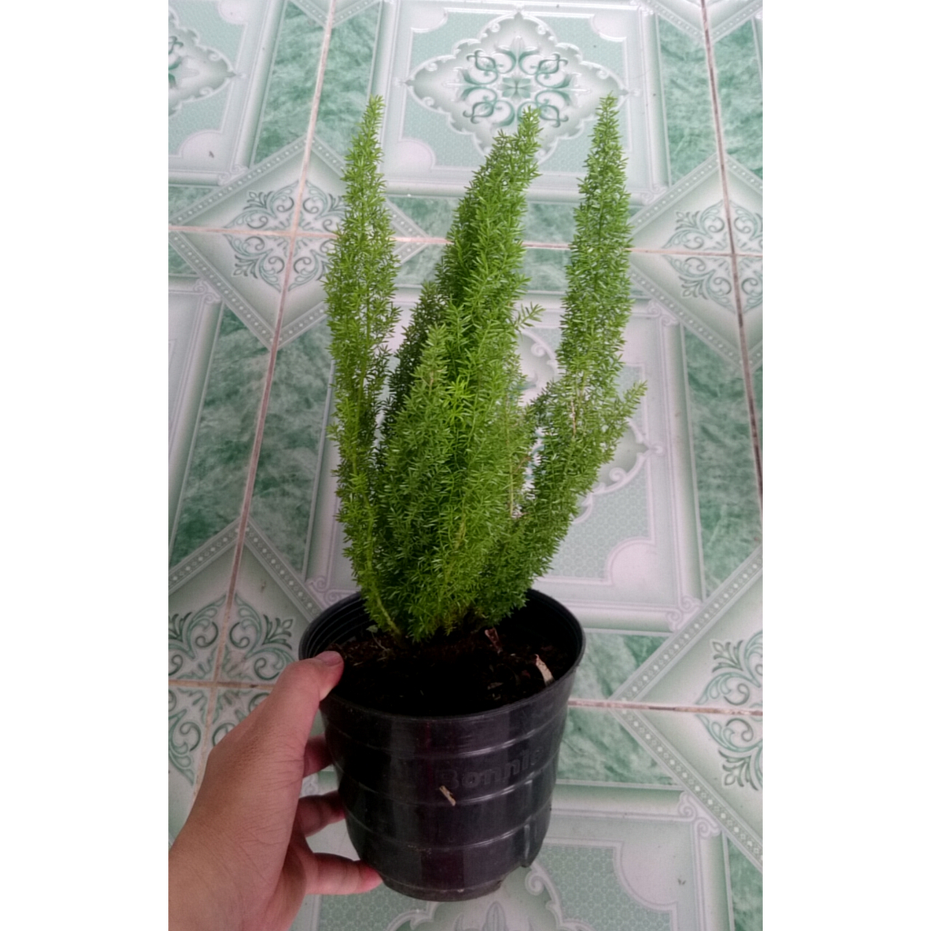 Chậu cây đuôi chồn - cây cảnh trong nhà