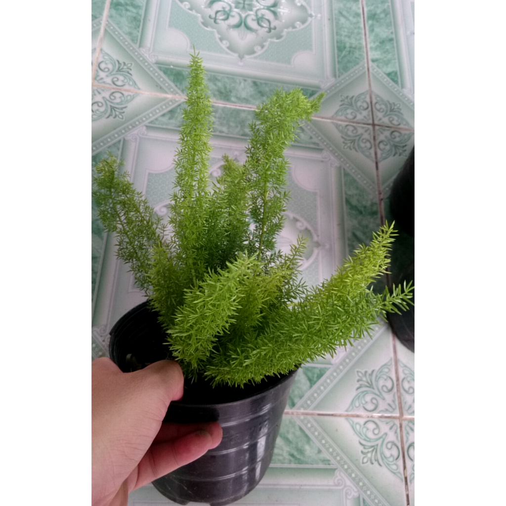 Chậu cây đuôi chồn - cây cảnh trong nhà