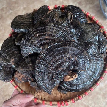 Cây Nấm Hắc Chi , Cây Nấm Linh Chi Đen Khô