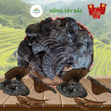 Nấm Hắc Chi Khô , Nấm Linh Chi Đen Rừng Khô