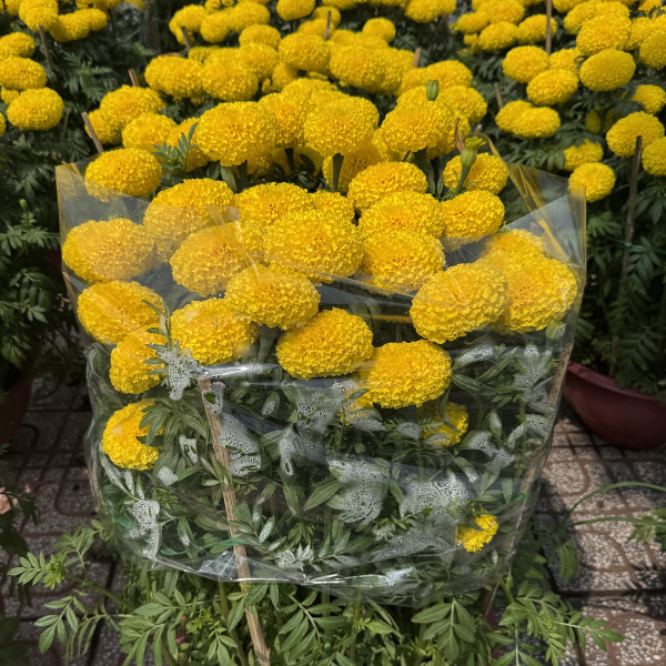 Hoa Vạn Thọ Pháp Cao PH001 Vàng Chanh Nhụy Xanh Hạt Giống Phượng Hoàng