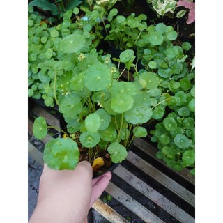 Cỏ Đồng Tiền - Rau Má Nhật - cây thủy sinh - cây cảnh để bàn