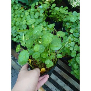 Cỏ Đồng Tiền - Rau Má Nhật - cây thủy sinh - cây cảnh để bàn