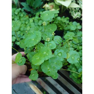 Cỏ Đồng Tiền - Rau Má Nhật - cây thủy sinh - cây cảnh để bàn