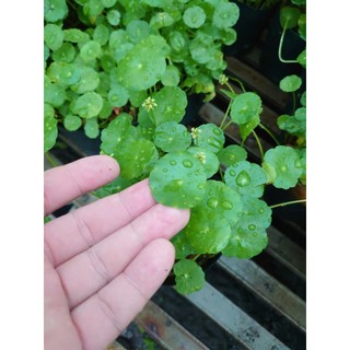 Cỏ Đồng Tiền - Rau Má Nhật - cây thủy sinh - cây cảnh để bàn